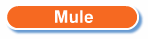 Mule